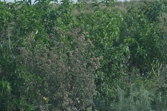 Berkheya bipinnatifida