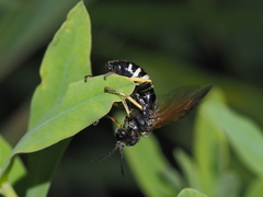 Tenthredo neobesa