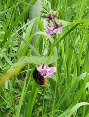 Bombus lapidarius