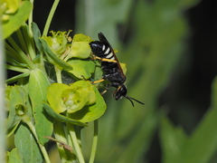 Tenthredo neobesa