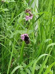 Bombus lapidarius