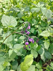 Solanum dulcamara