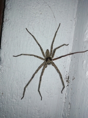 Heteropoda venatoria