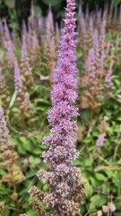 Astilbe chinensis
