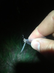 Ascaloptynx appendiculata