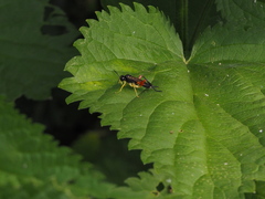 Macrophya rufipes