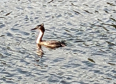 Podiceps cristatus