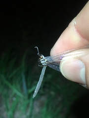 Ascaloptynx appendiculata