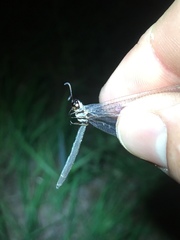 Ascaloptynx appendiculata