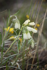 Onosma tanaitica