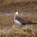 Parasitic Jaeger - Photo (c) greglasley, some rights reserved (CC BY-NC), uploaded by Greg Lasley