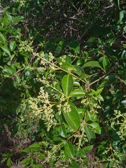 Ligustrum lucidum