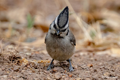 Bridled Titmouse photo 4