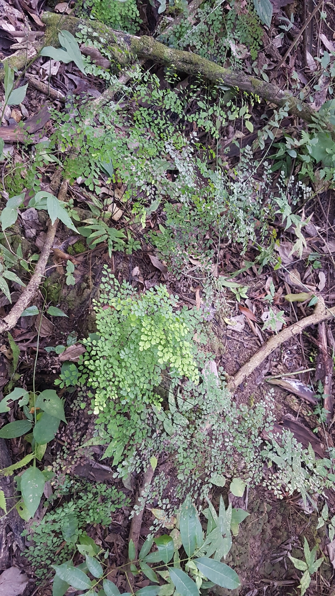 Adiantum capillus-veneris