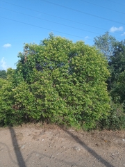 Ligustrum lucidum
