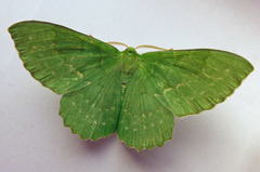 Geometra papilionaria
