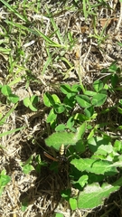 Polistes xanthogaster