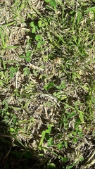 Polistes xanthogaster