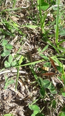 Polistes xanthogaster