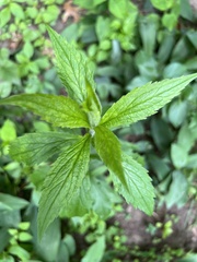 Solidago