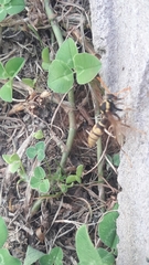 Polistes xanthogaster