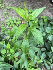 Solidago
