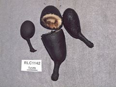 Xylaria schweinitzii