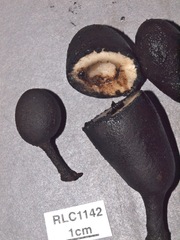 Xylaria schweinitzii