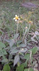 Tridax procumbens