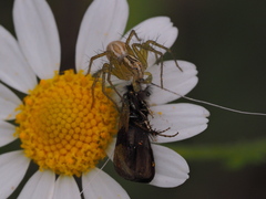 Nemophora fasciella
