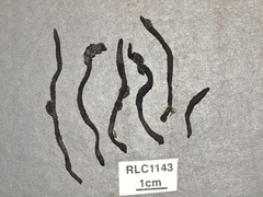 Xylaria fissilis