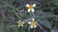 Tridax procumbens