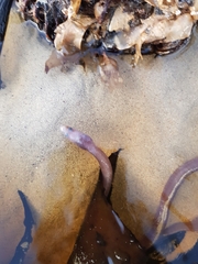 Derichthys serpentinus