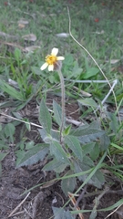 Tridax procumbens