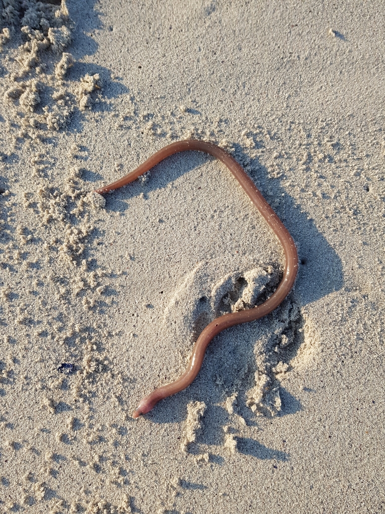 Narrownecked Oceanic Eel