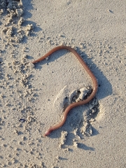 Derichthys serpentinus