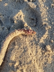 Derichthys serpentinus