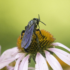 Pygodasis quadrimaculata