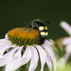 Pygodasis quadrimaculata