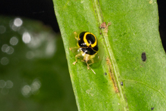 Plagiometriona phoebe