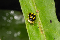 Plagiometriona phoebe