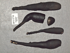 Xylaria schweinitzii