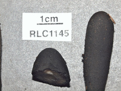 Xylaria schweinitzii