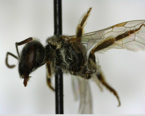 iNaturalist observation photo of Halictini