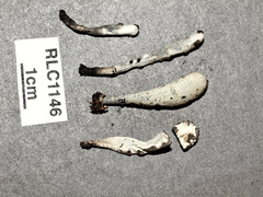Xylaria enterogena