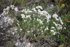 Asperula tephrocarpa