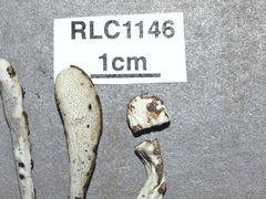 Xylaria enterogena