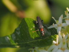 Oedemera croceicollis