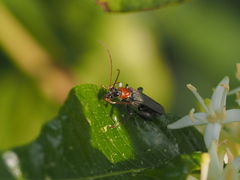 Oedemera croceicollis