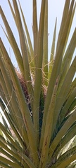 Yucca faxoniana